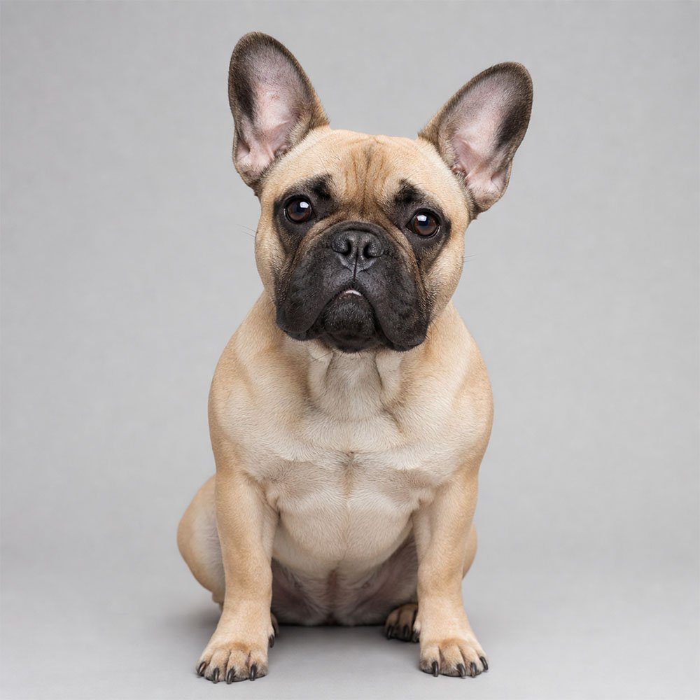 Original customer pet photo
